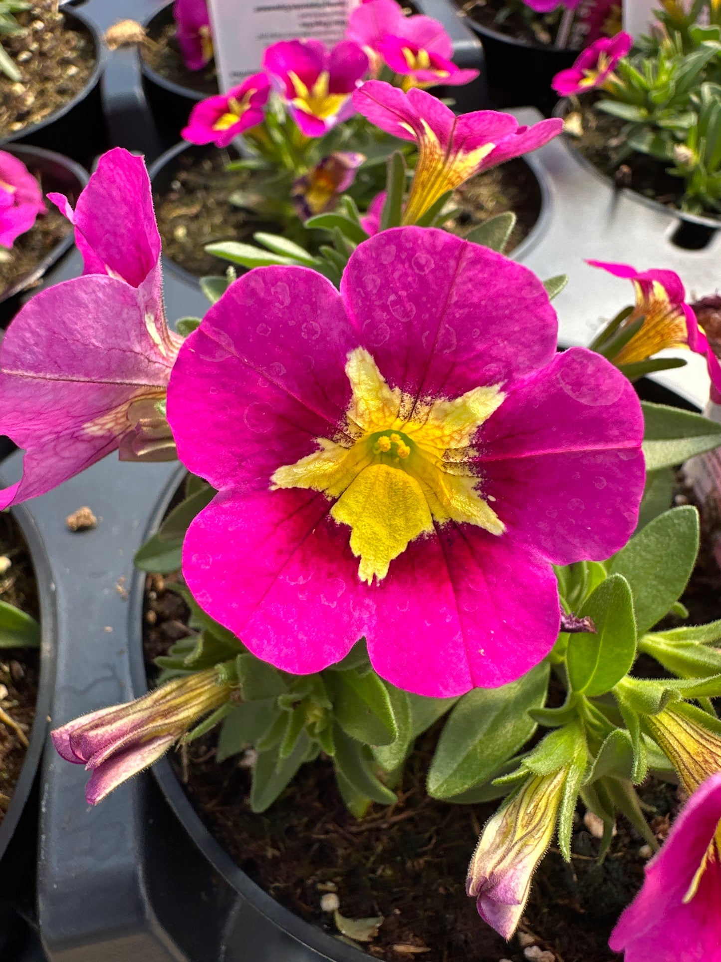 CALIBRACHOA BUMBLE BEE HOT PINK - 4'' POT