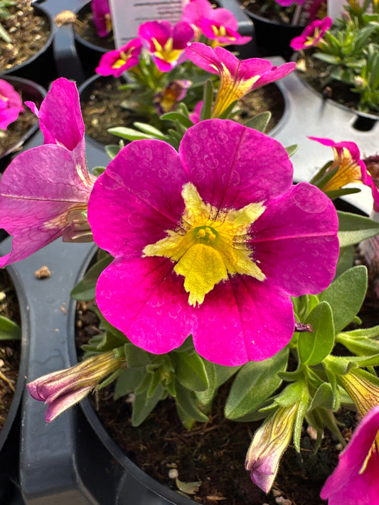CALIBRACHOA BUMBLE BEE HOT PINK - 4'' POT