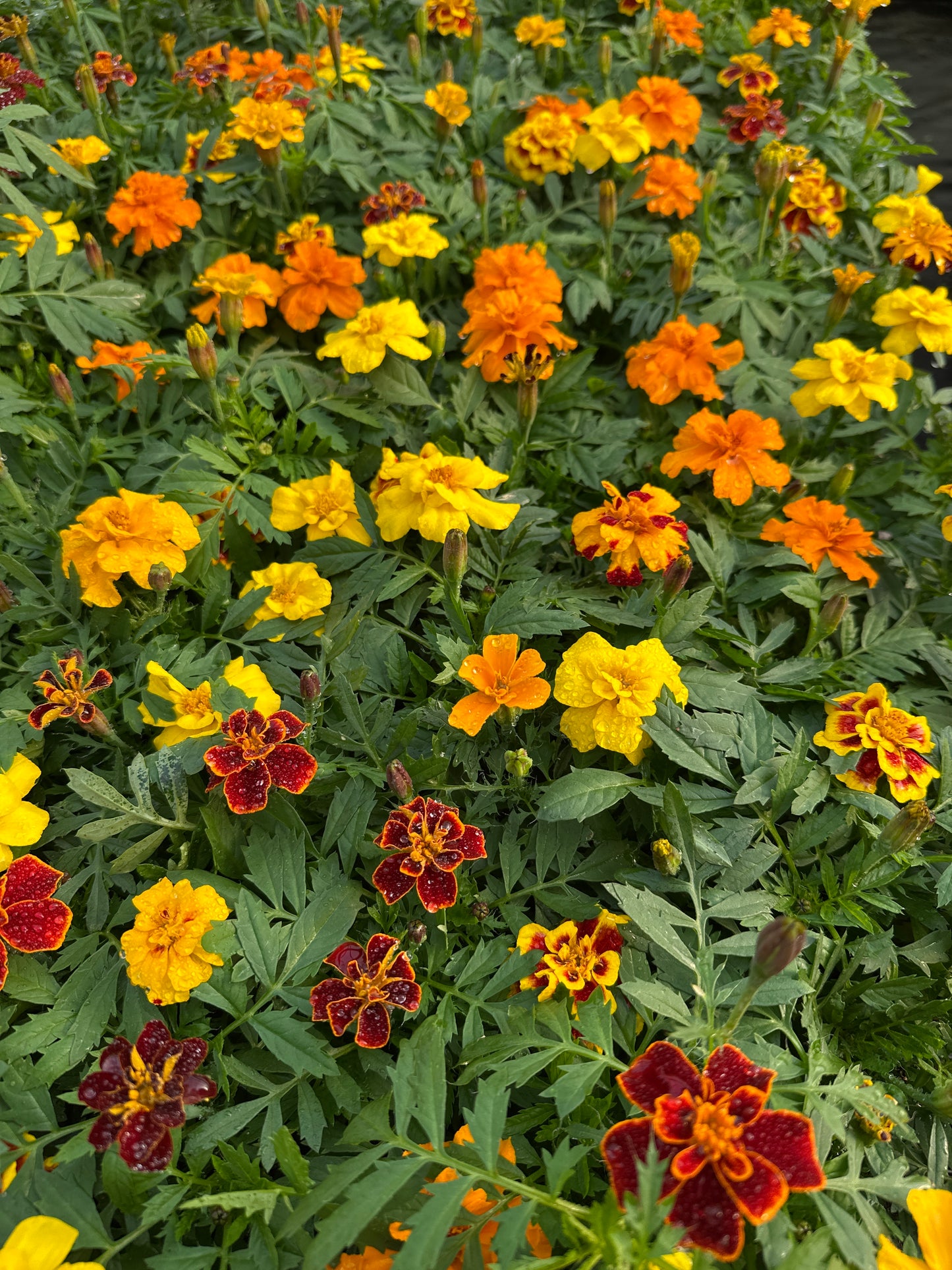 MARIGOLD SAFARI MIX - FLAT OF 48 PLANTS