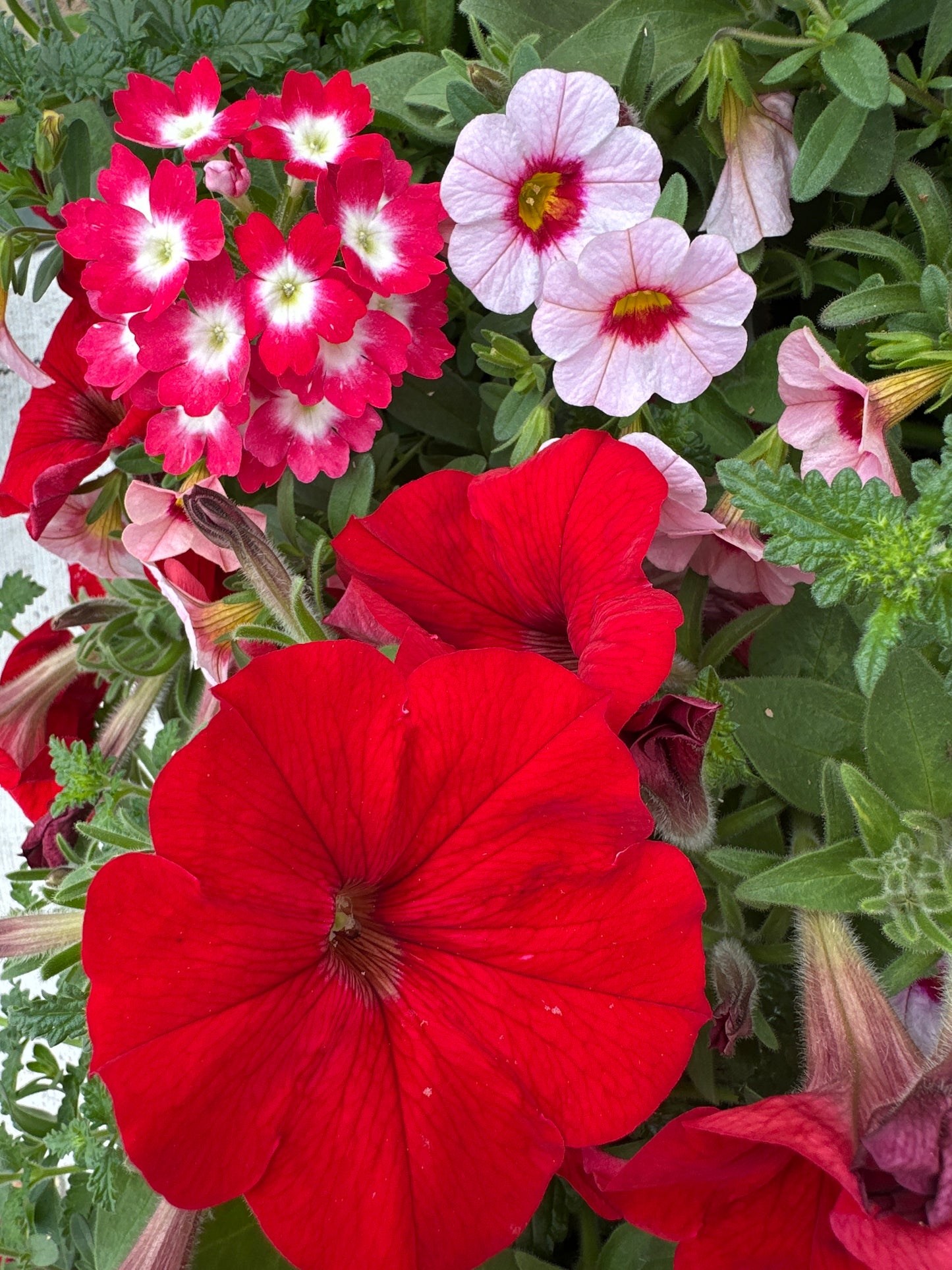 COMBO GEISHA GIRL - 6" POT