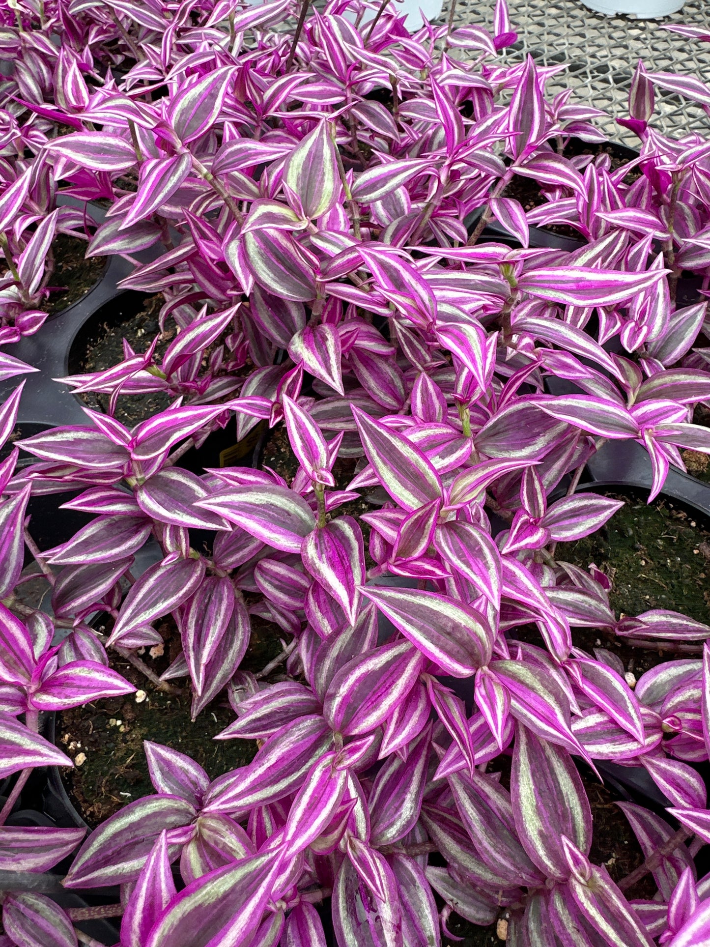 TRADESCANTIA PINK PARADISE - 4'' POT