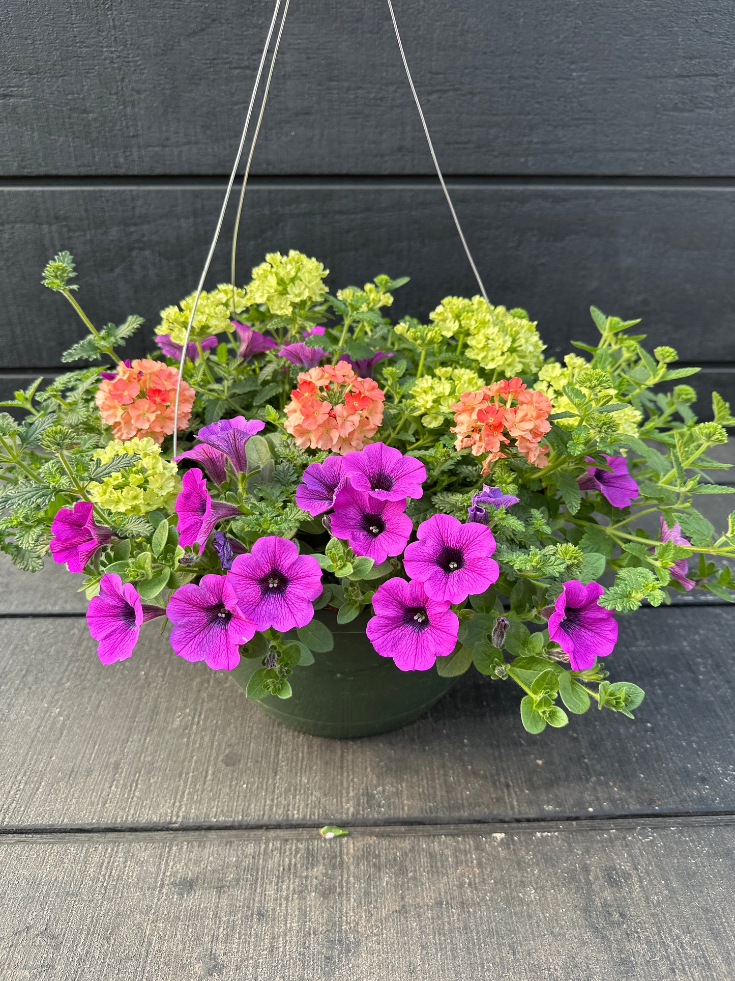 COMBO MAI TAI - 10'' HANGING BASKET