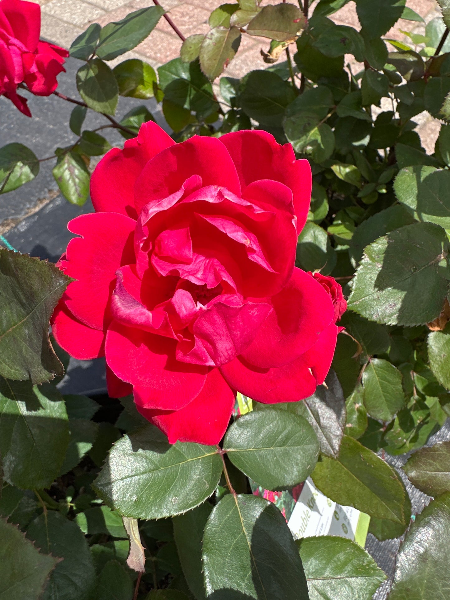 ROSE K.O. 'DBL KNOCKOUT'