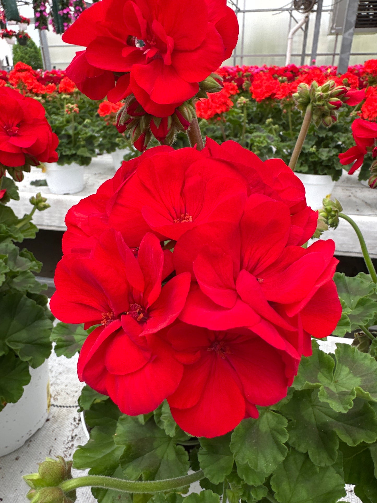 GERANIUM DYNAMO RED - 6" POT