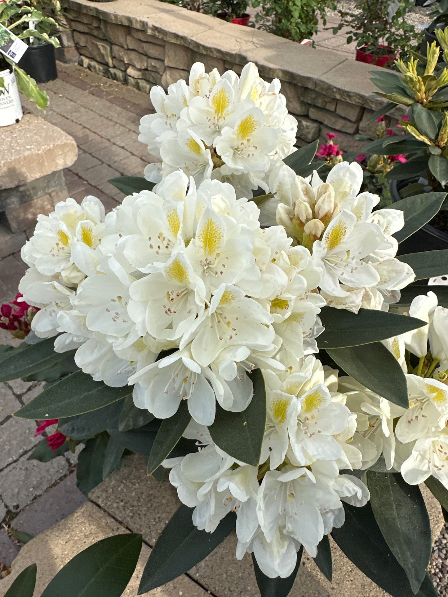 RHODODENDRON 'CHIONOIDES'