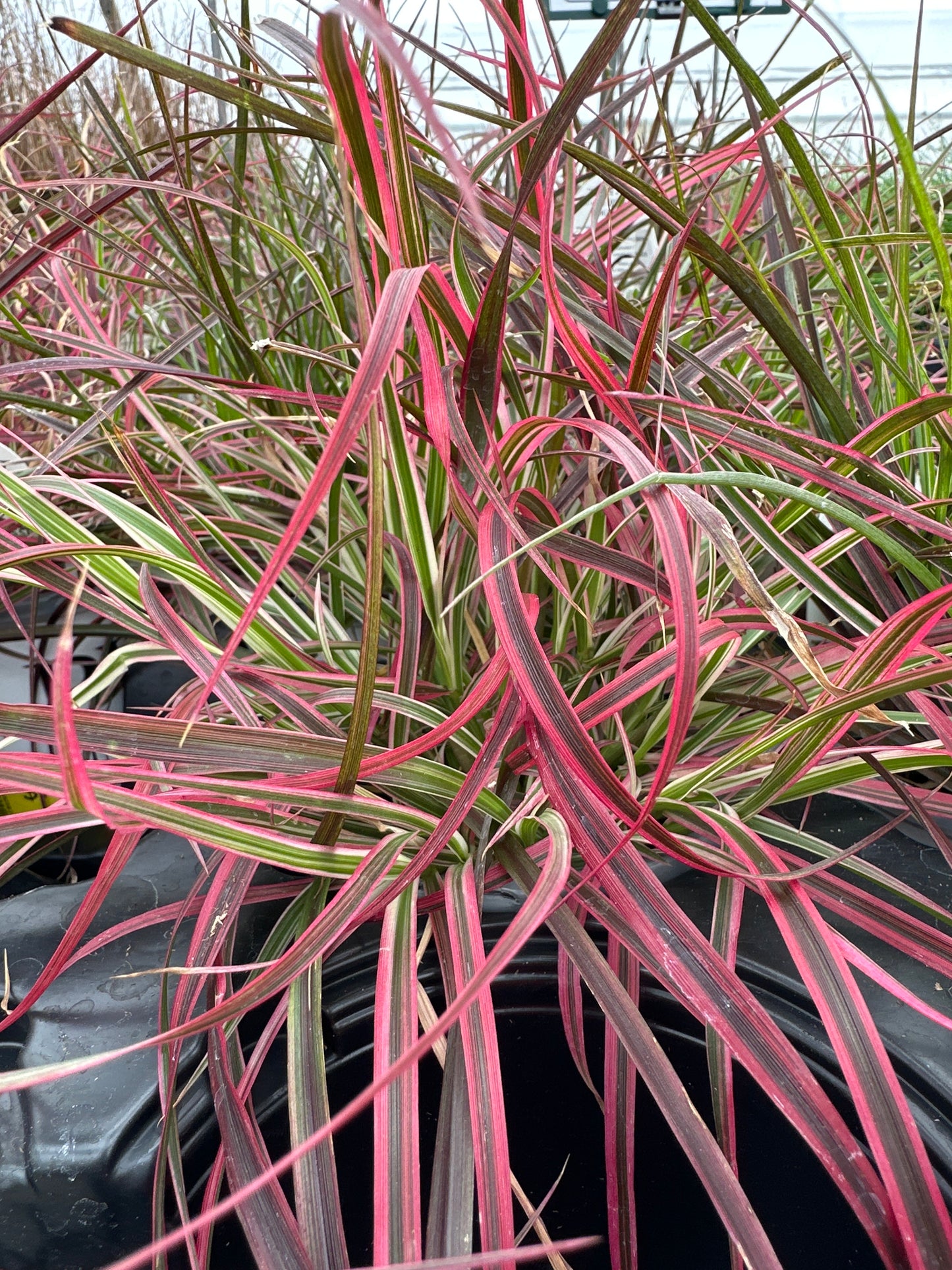 GRASS PENNISETUM FIREWORKS - QUART POT