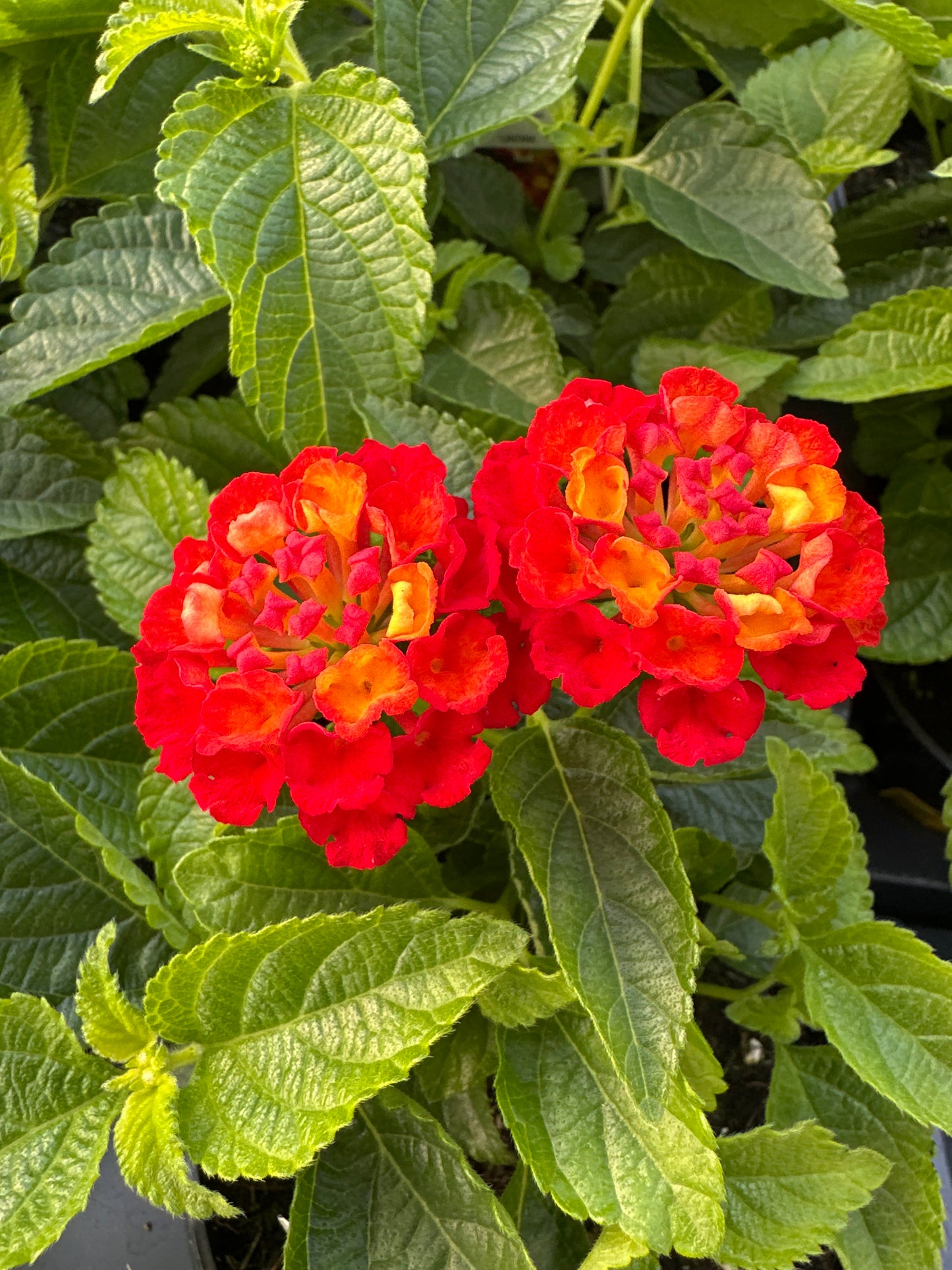 LANTANA SHAMROCK RED - 4'' POT