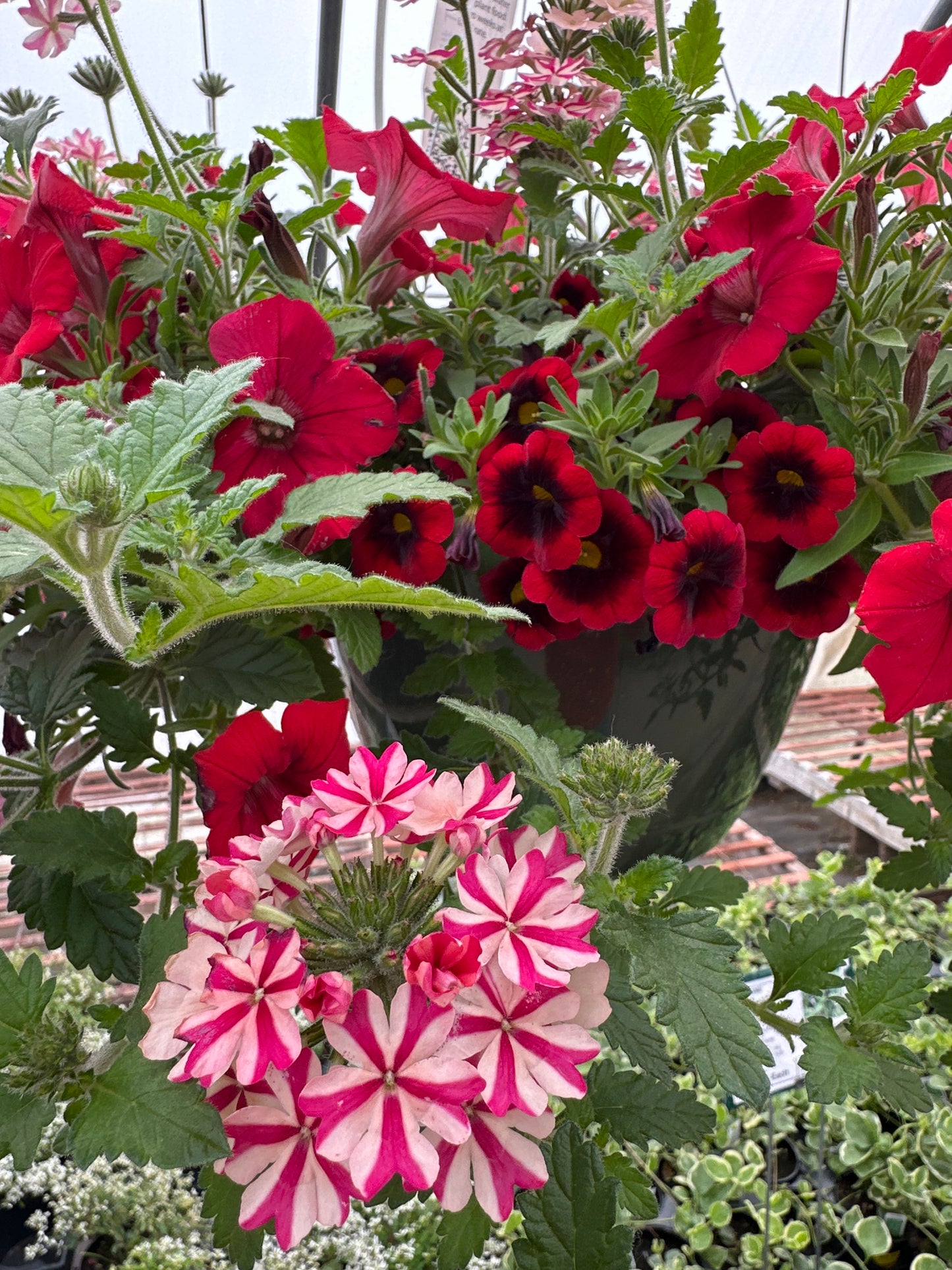 BASKET #55 - 10'' HANGING BASKET