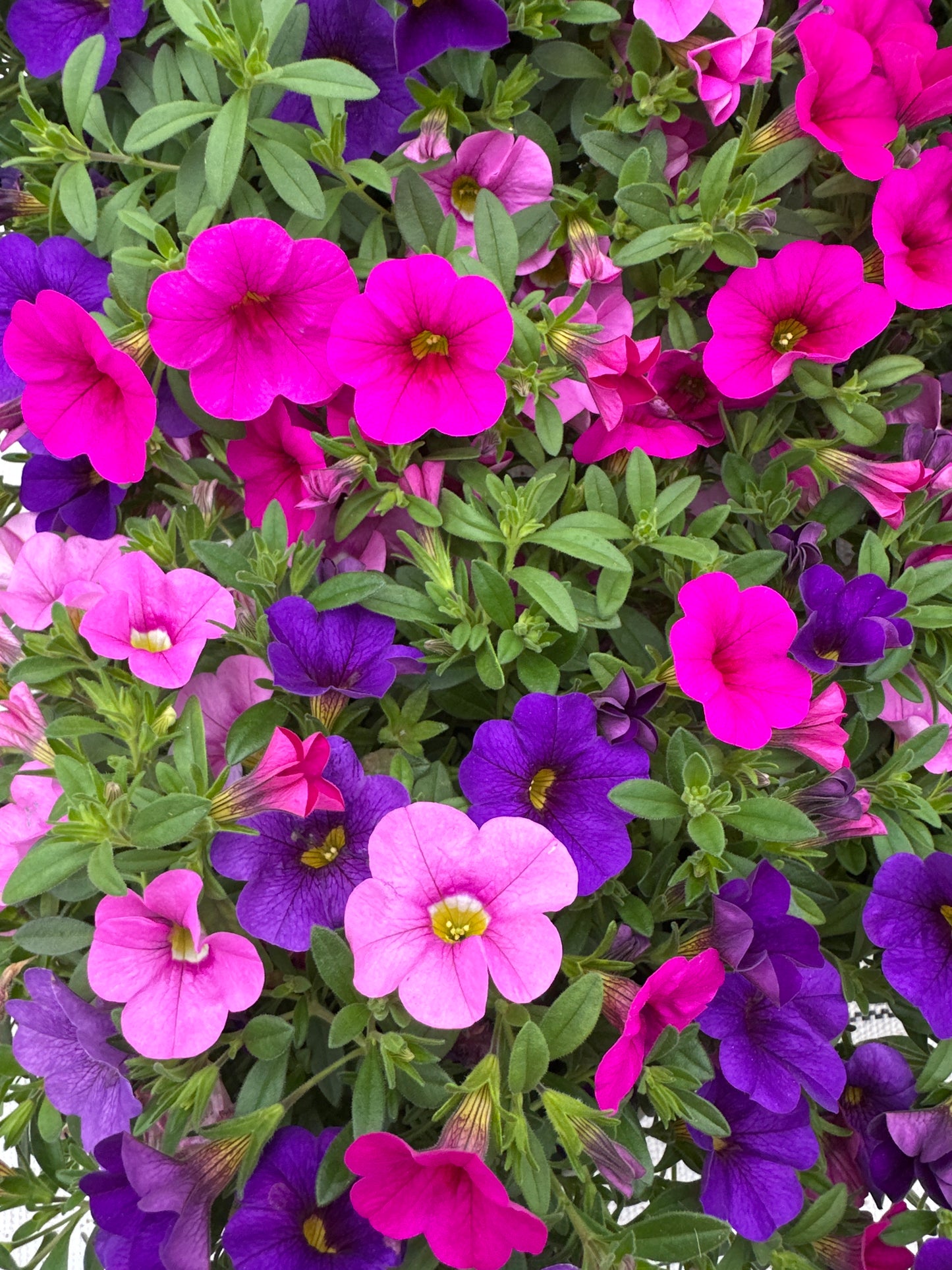 COMBO SWEET MELODY - 6'' POT
