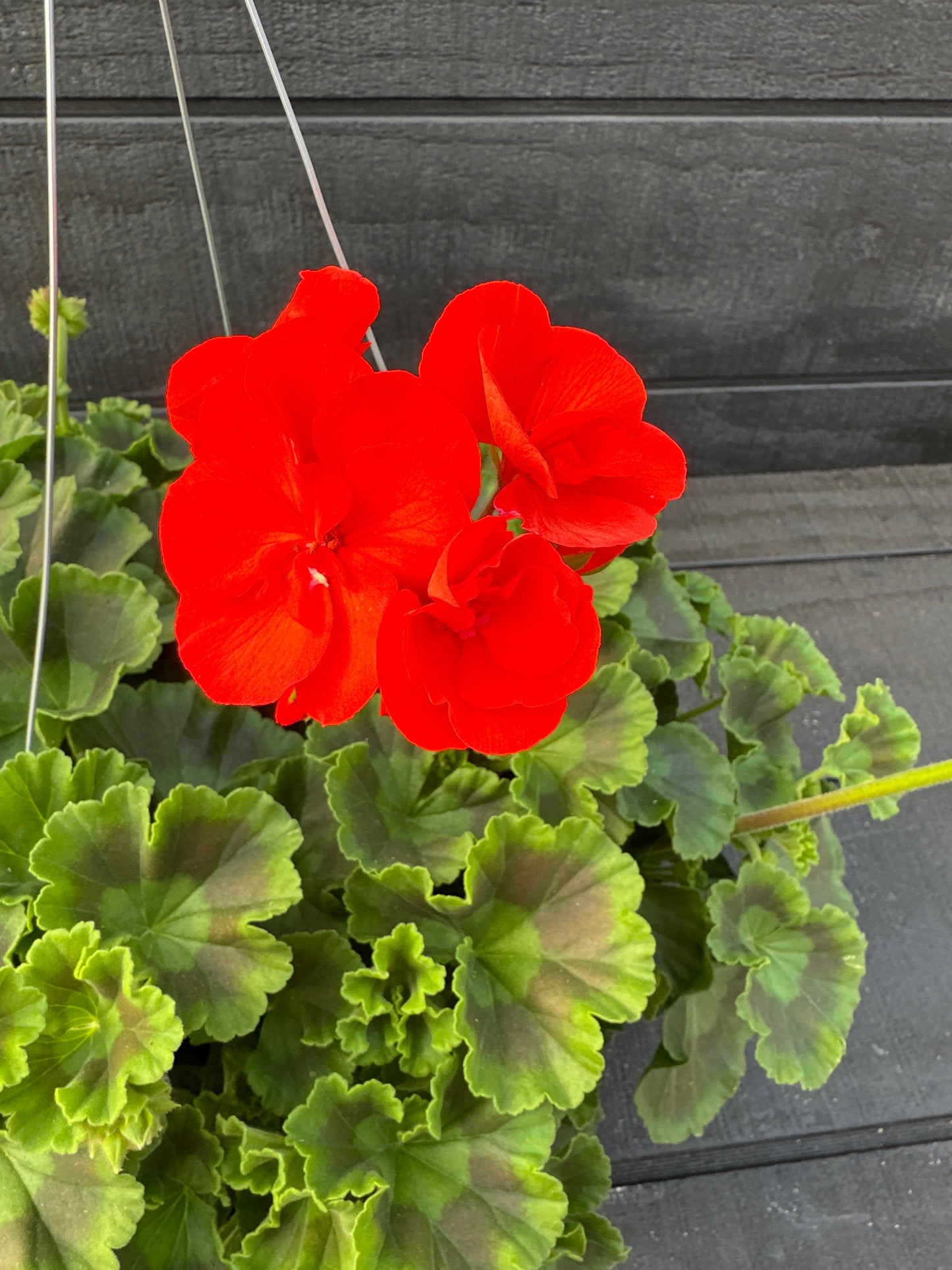 GERANIUM DYNAMO ORANGE - 10" HANGING BASKET