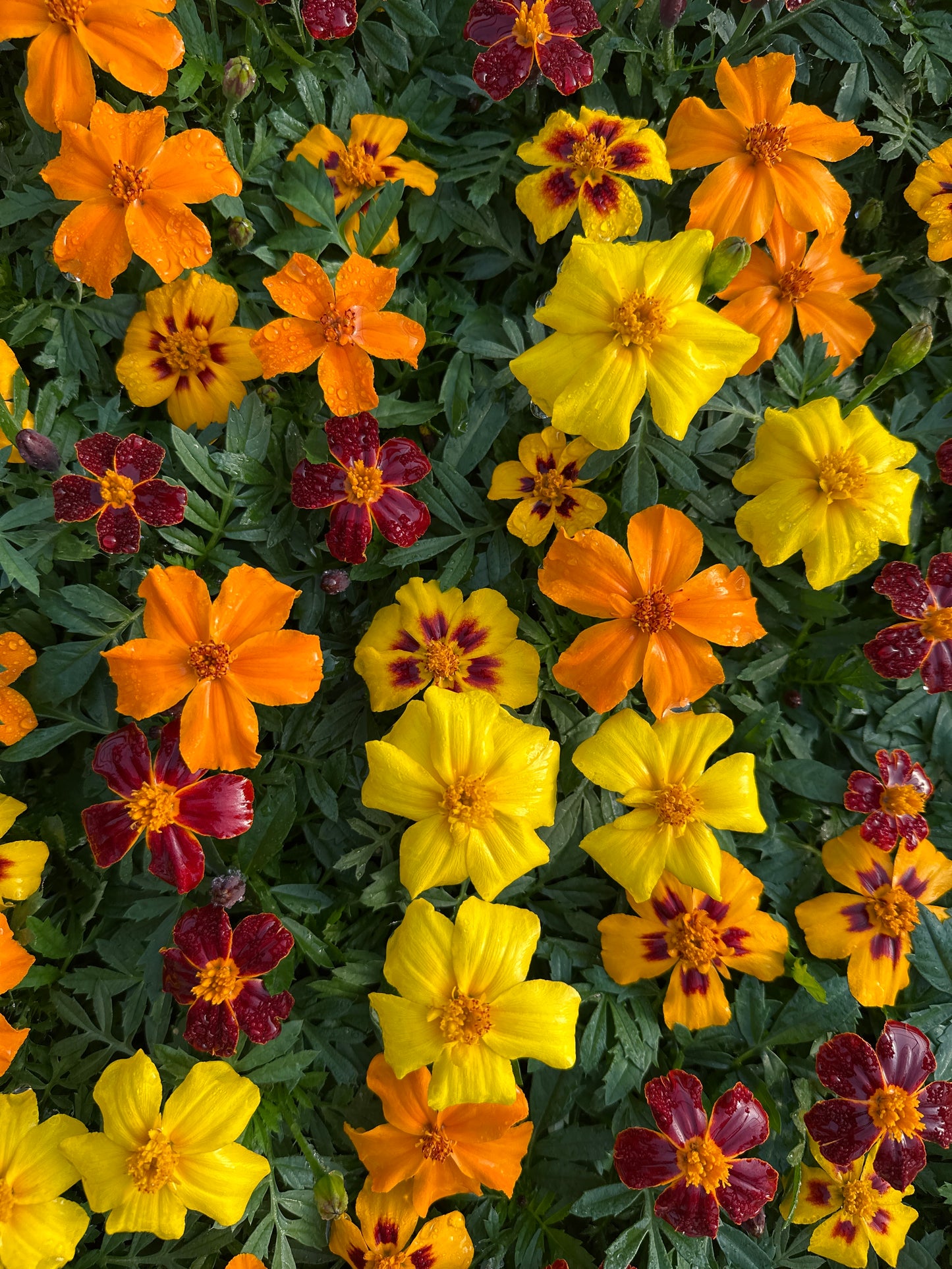 MARIGOLD DISCO MIX - FLAT OF 48 PLANTS