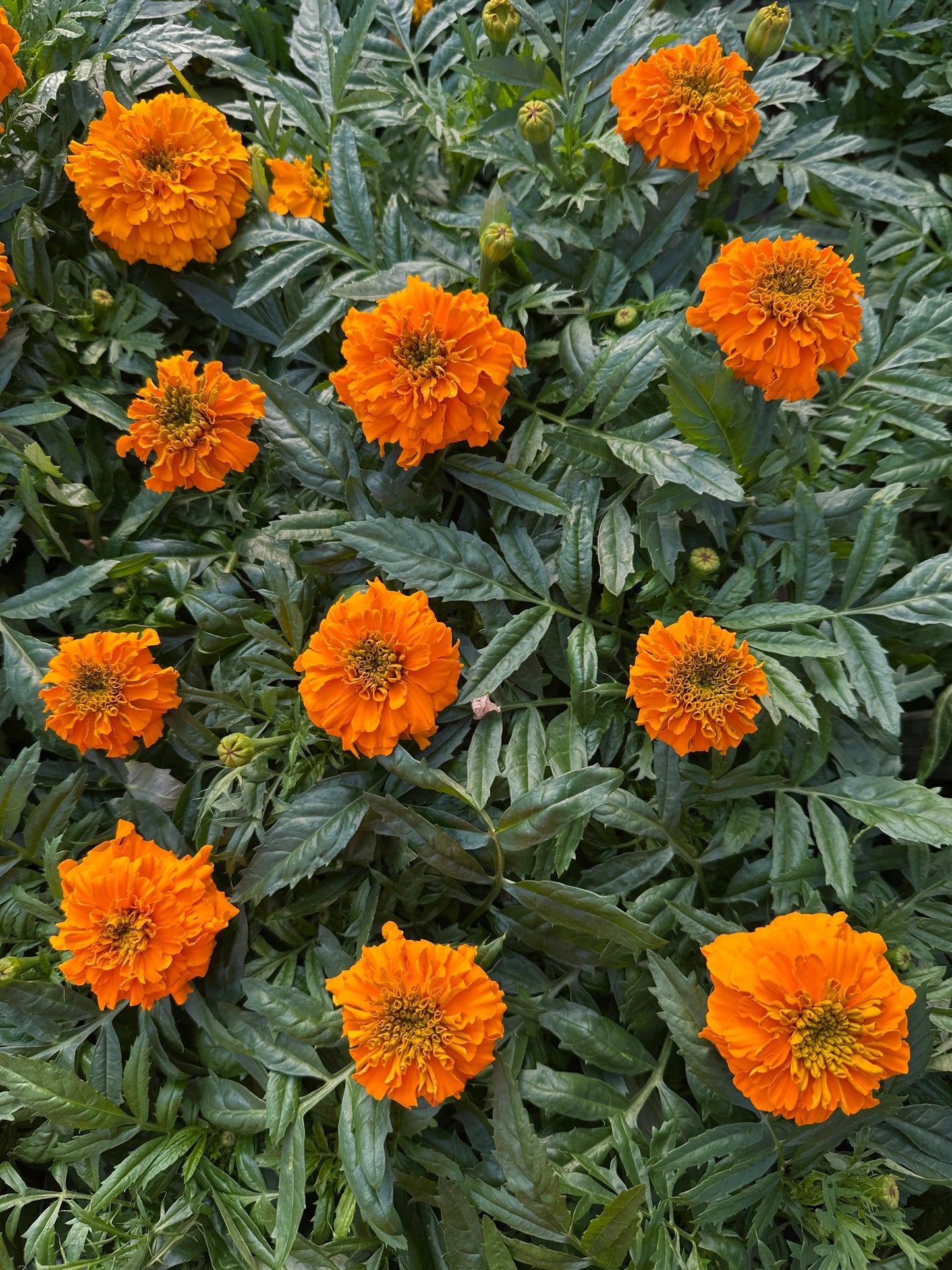 MARIGOLD INCA ORANGE - JUMBO 6 PACK