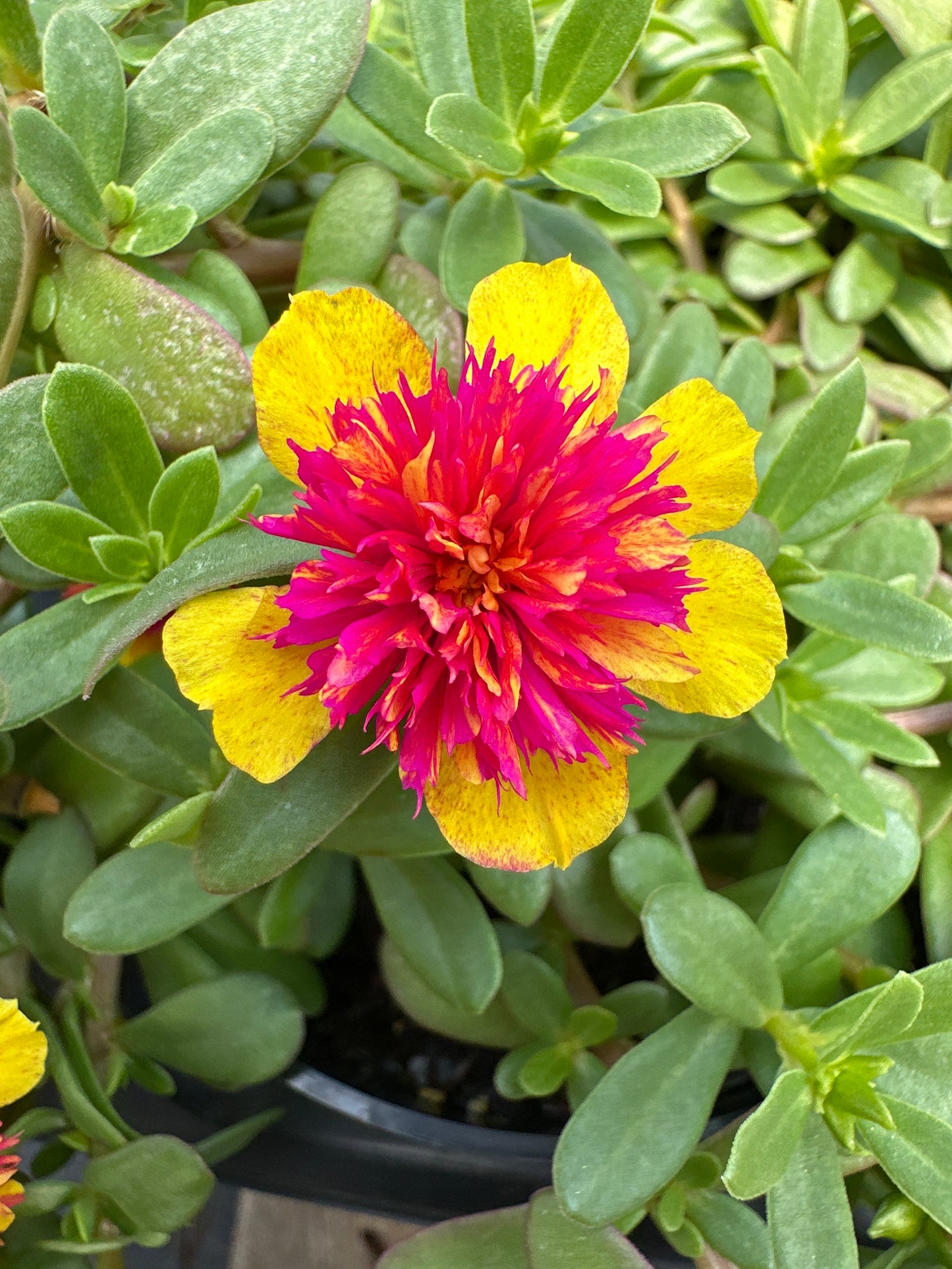 PORTULACA COLORBLAST DOUBLE GUAVA - 4" POT