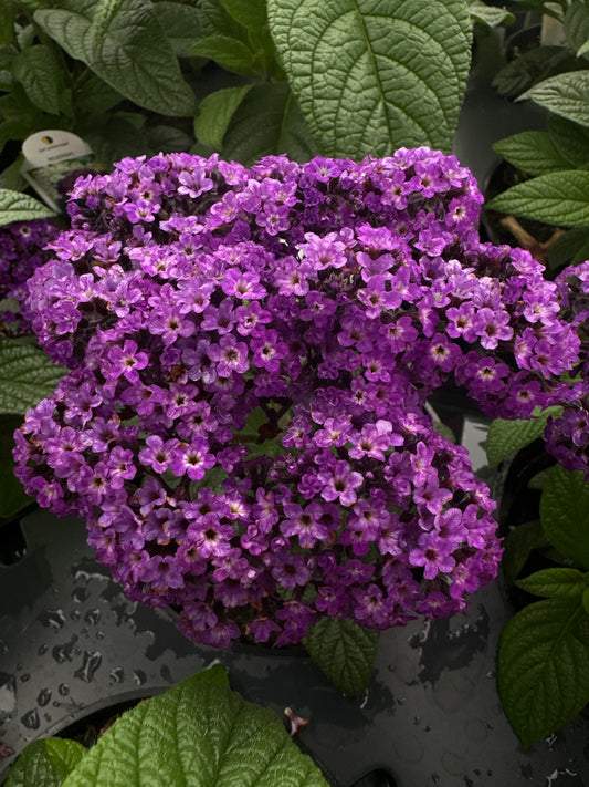 HELIOTROPE MARINE - 4" POT