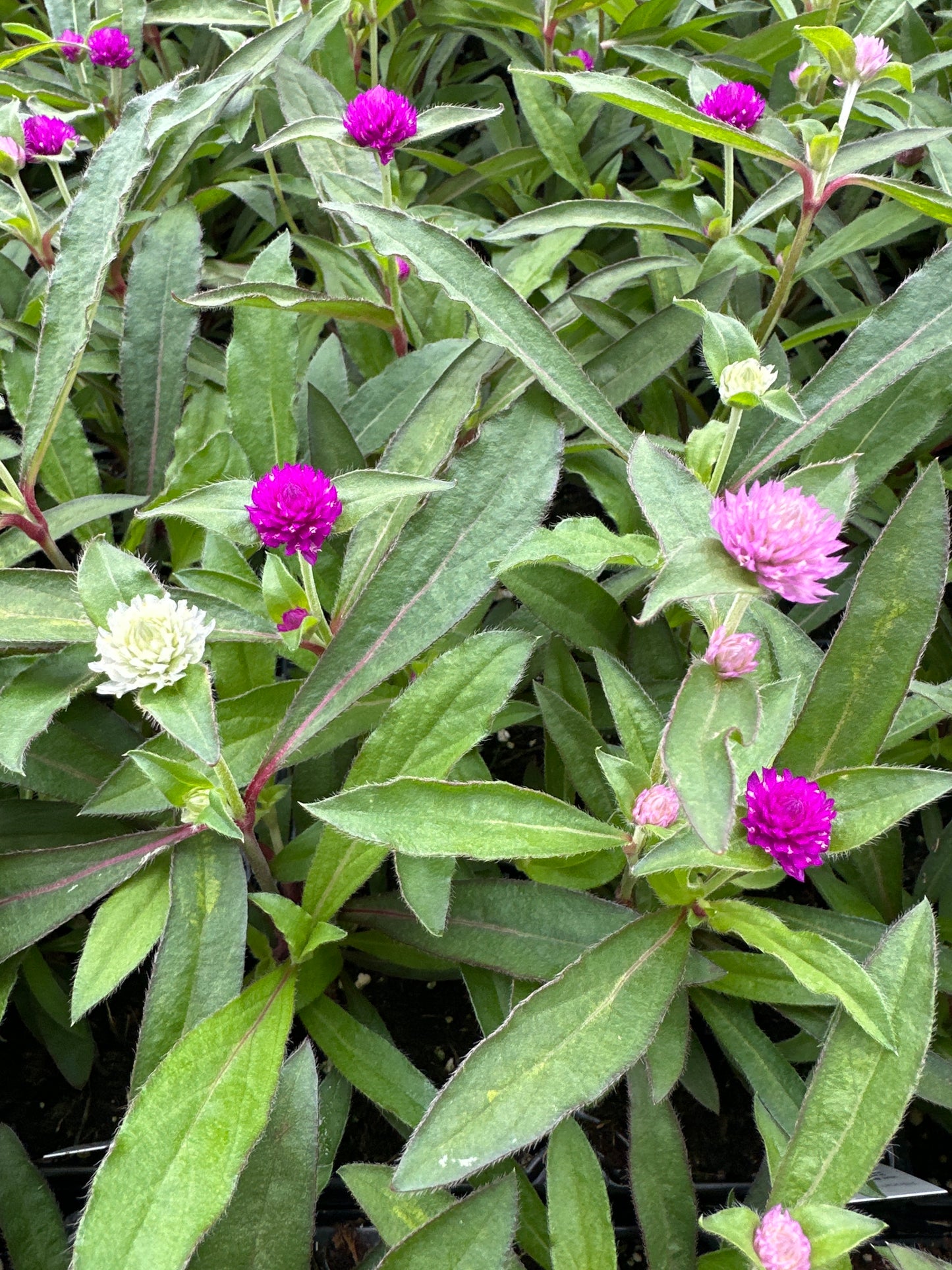 GOMPHRENA PING PONG MIX - JUMBO 6 PACK