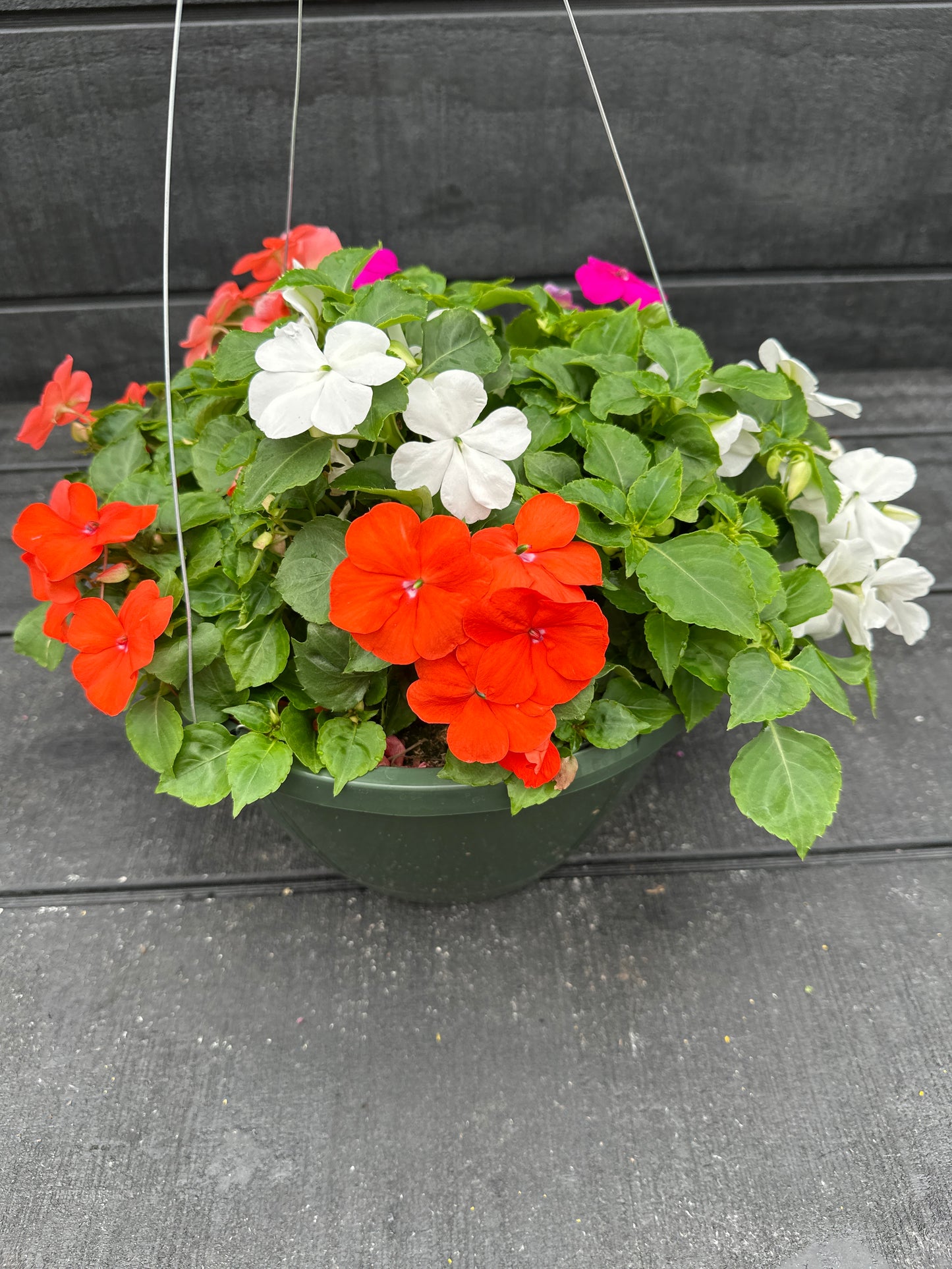 IMPATIENS BEACON FORMULA MIX - 10" HANGING BASKET