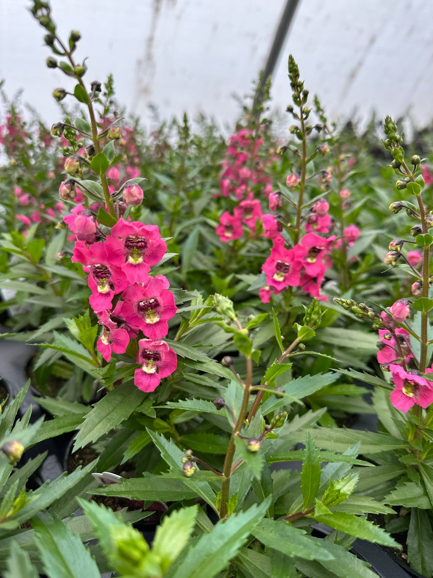 ANGELONIA ARCHANGEL CORAL - 4" POT
