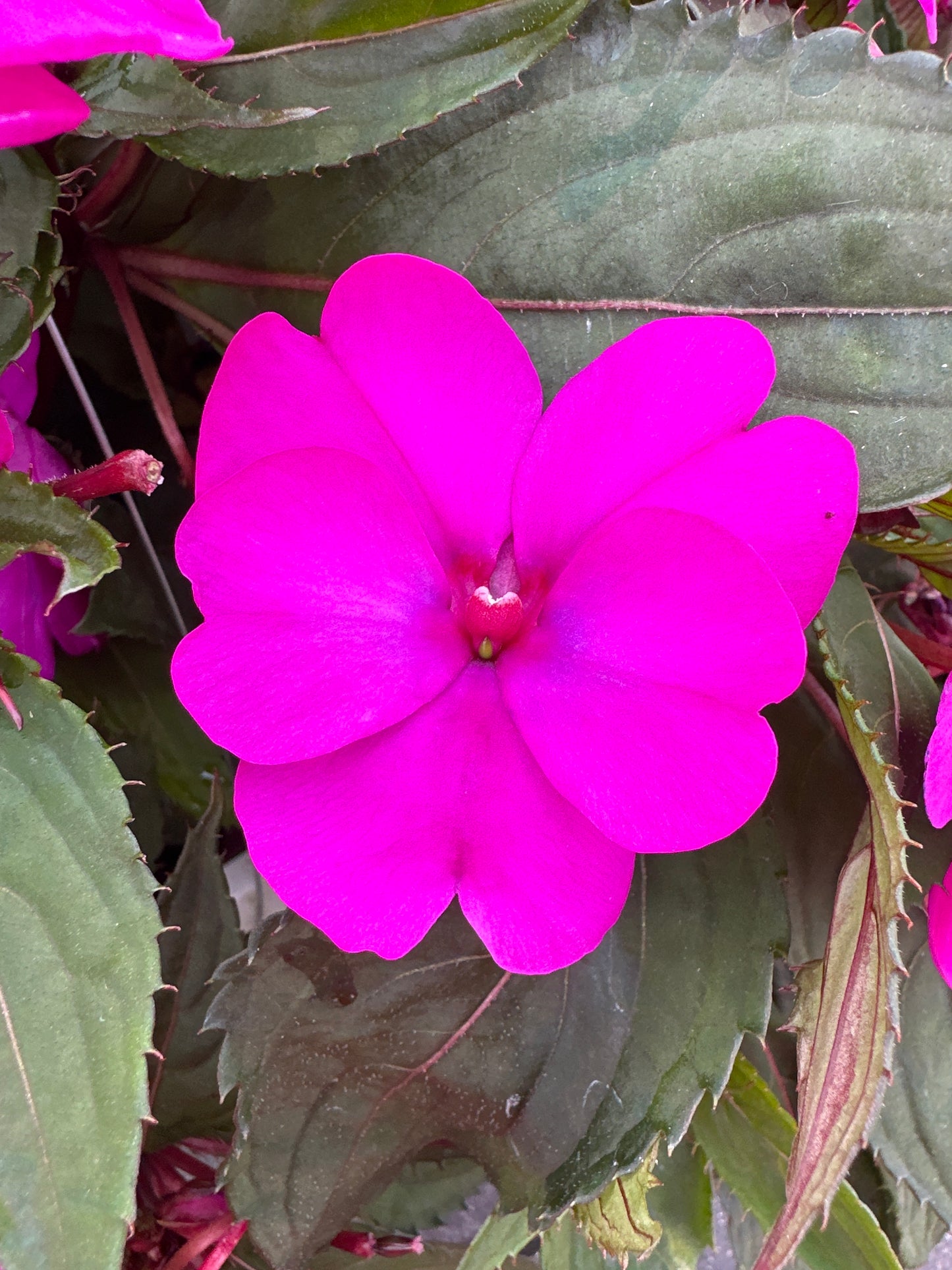 SUNPATIENS COMPACT PURPLE - 10'' HANGING BASKET