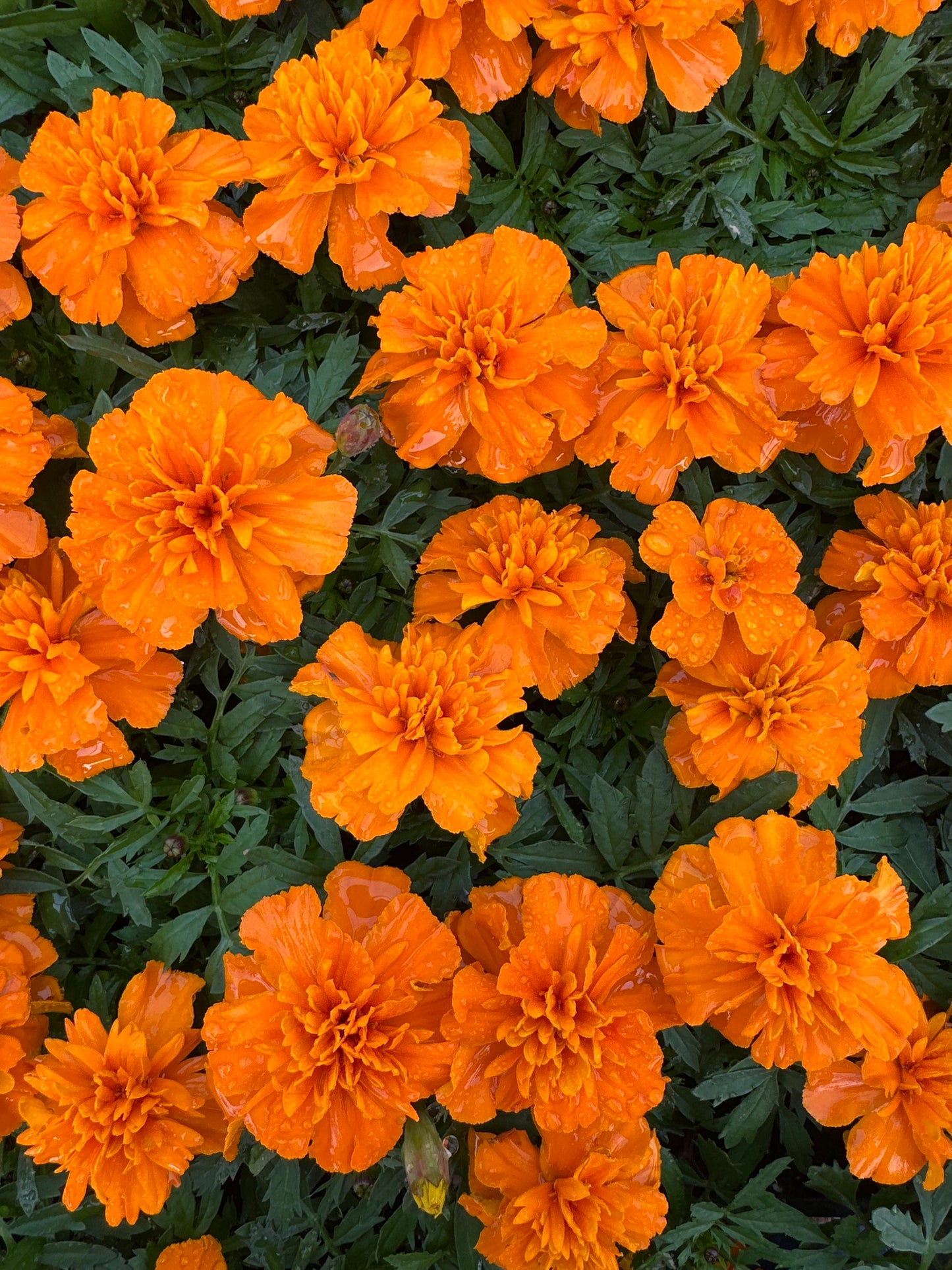 MARIGOLD BONANZA ORANGE - FLAT OF 48 PLANTS