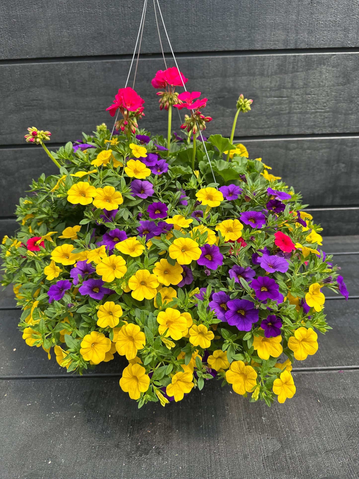 BASKET #46 - 12" HANGING BASKET