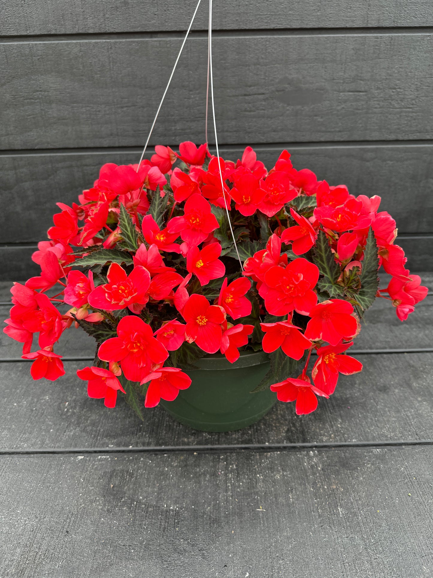 BEGONIA ICONIA FIRST KISS - 10'' HANGING BASKET