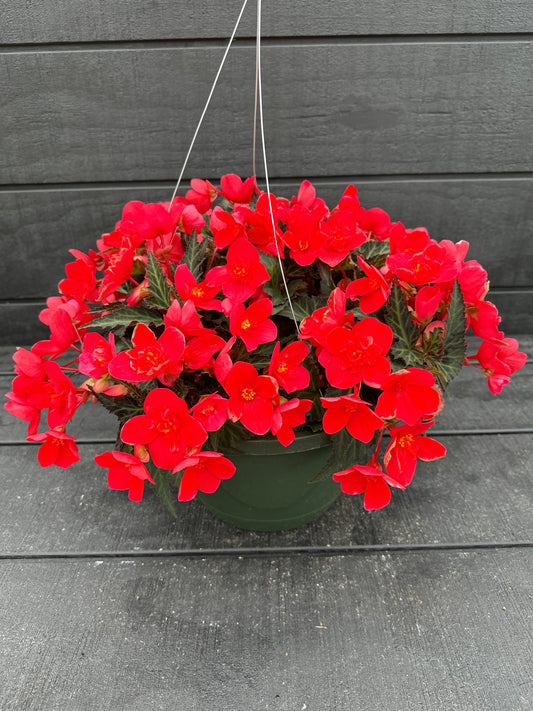 BEGONIA ICONIA FIRST KISS - 10" HANGING BASKET