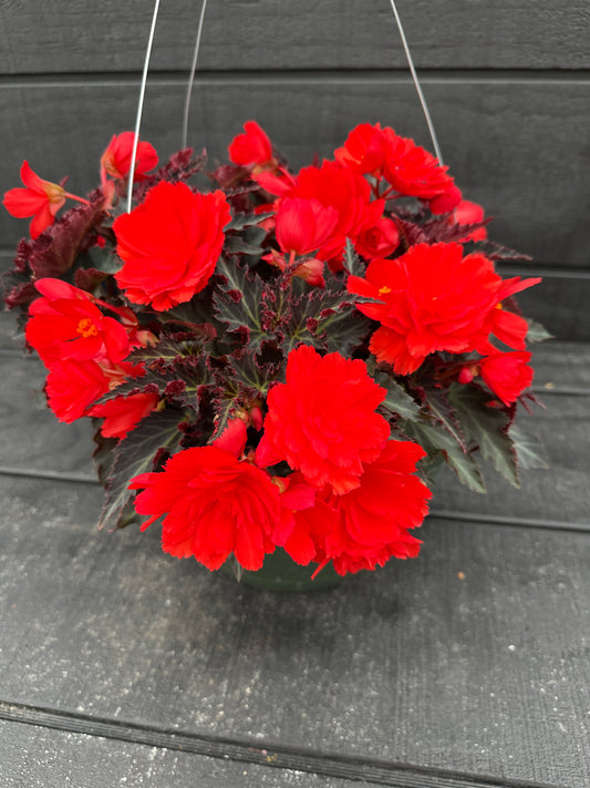 BEGONIA ICONIA PORTOFINO HOT CORAL - 10" HANGING BASKET