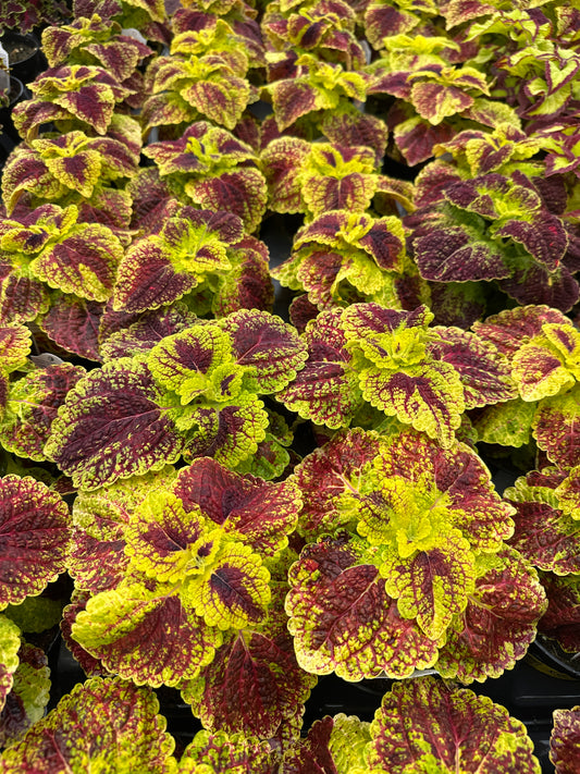 COLEUS STAINED GLASSWORKS RASPBERRY TART - 4" POT