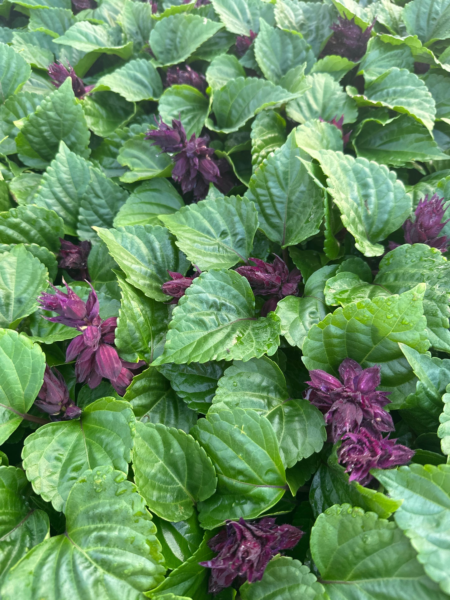 SALVIA VISTA PURPLE - FLAT OF 48 PLANTS