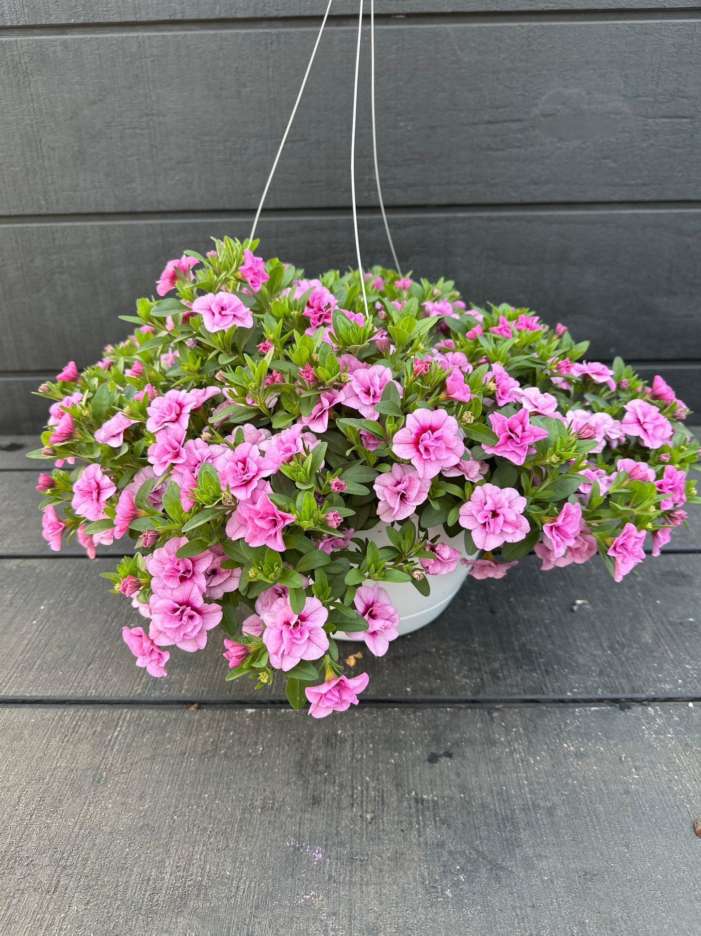 CALIBRACHOA MINIFAMOUS UNO DOUBLE LIGHT PINK - 10'' HANGING BASKET