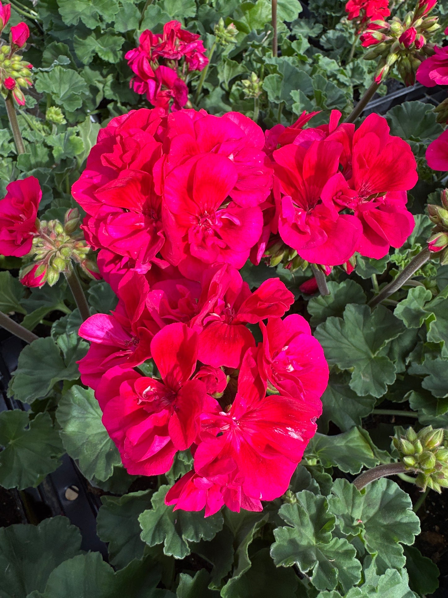 GERANIUM FANTASIA CRANBERRY SIZZLE - 4" POT