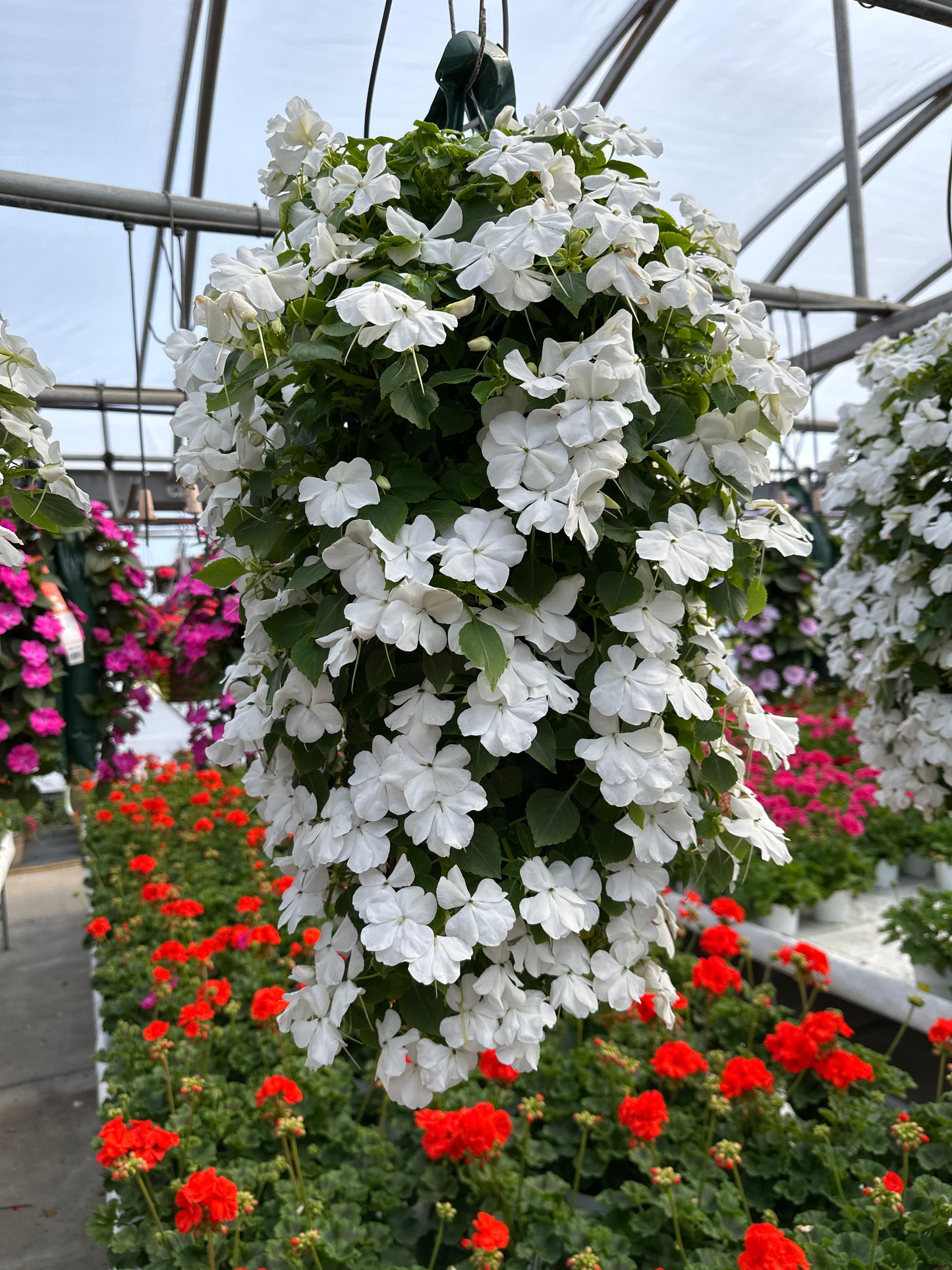 IMPATIENS BEACON WHITE - FLOWER BAG