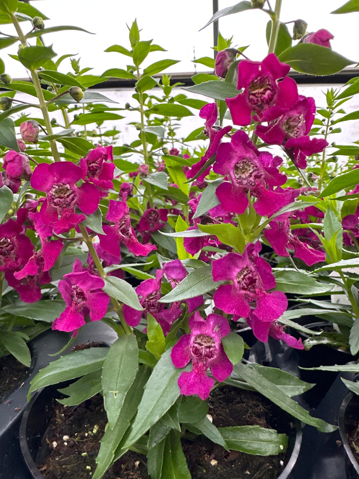 ANGELONIA ARCHANGEL FUCHSIA - 4" Pot
