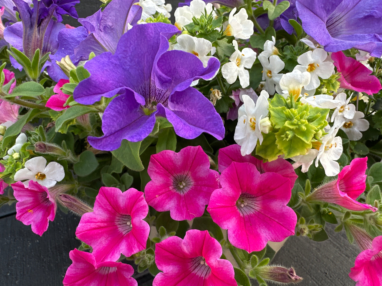 BASKET #50 - 12" HANGING BASKET