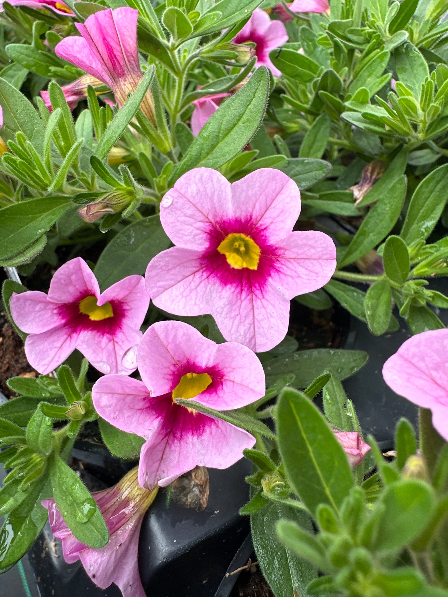 CALIBRACHOA CABARET STRAWBERRY PARFAIT - 4'' POT
