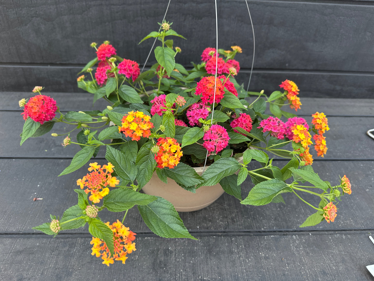 LANTANA LUSCIOUS BERRY BLEND - 10'' HANGING BASKET