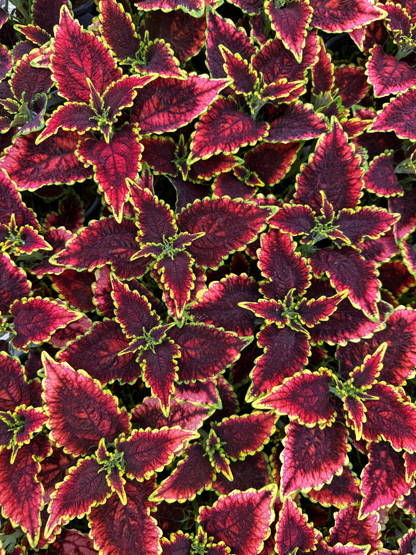 COLEUS COLORBLAZE EL BRIGHTO - QUART POT
