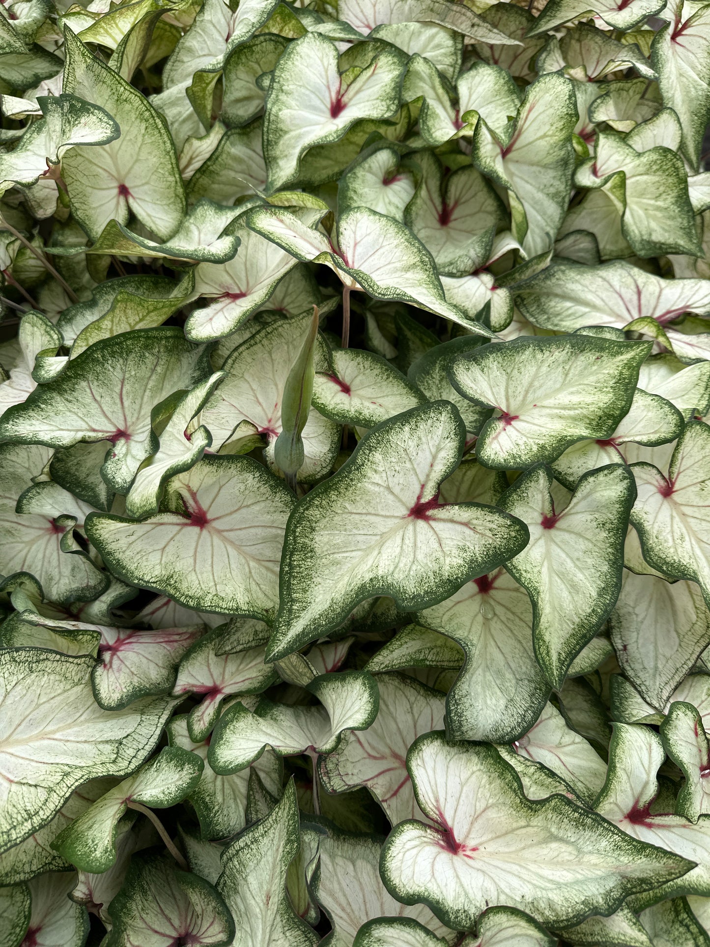 Heart to Heart Caladium