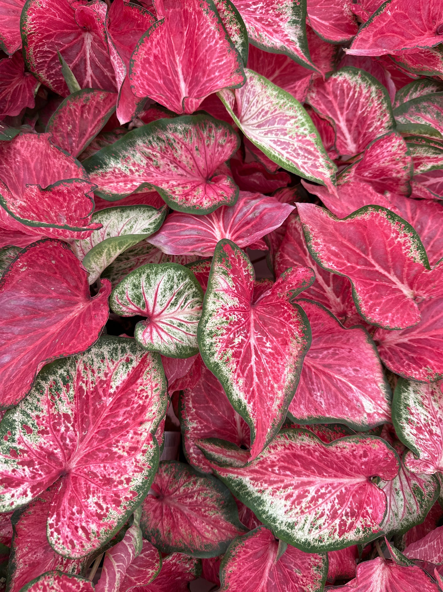 Heart to Heart Caladium
