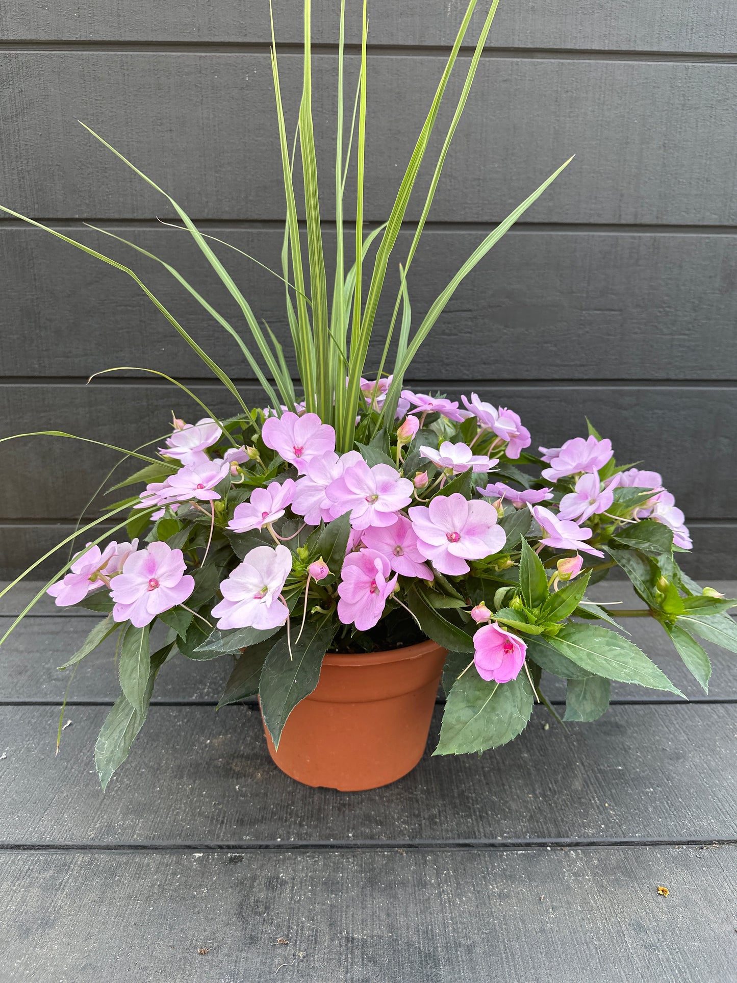 COMBO #8 - 8'' POT