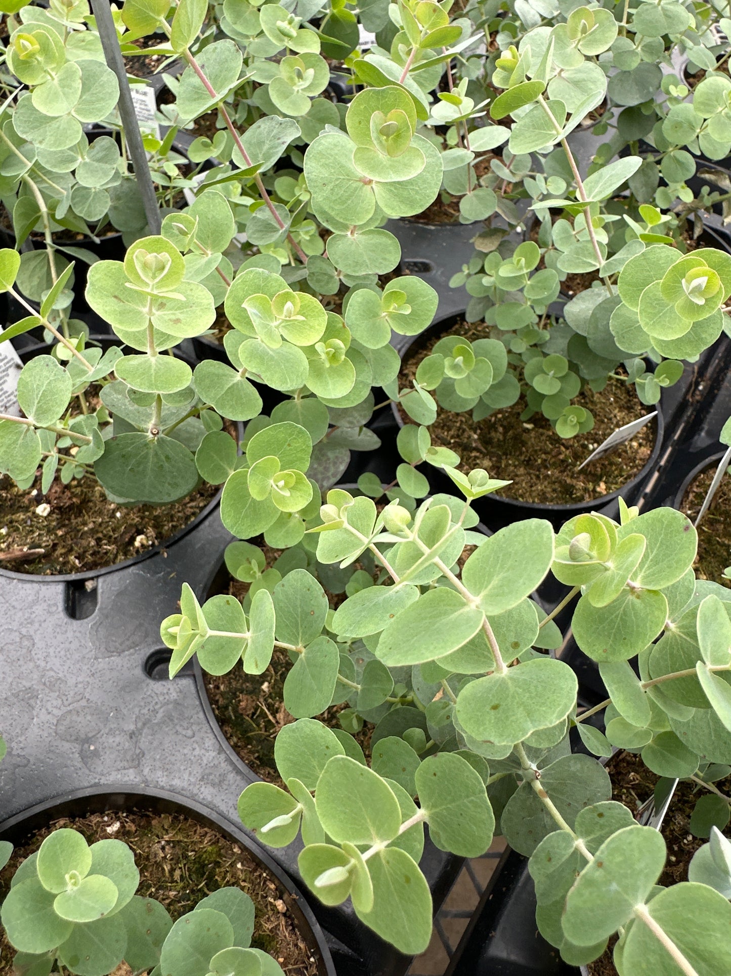 EUCALYPTUS BABY BLUE - 4'' POT
