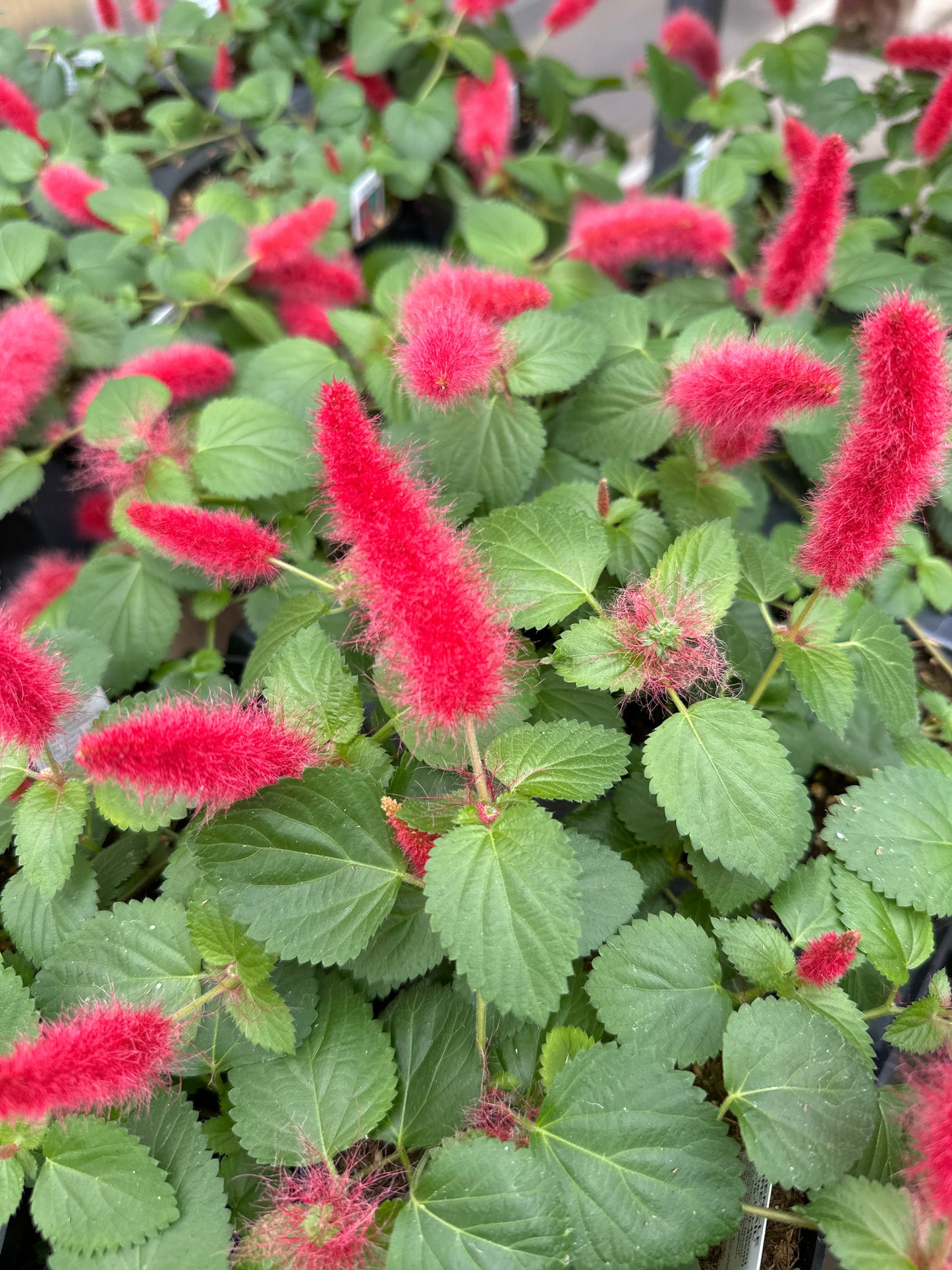 ACALYPHA PENDULA CHENILLE - 4'' POT