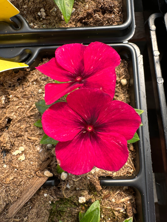 PERIWINKLE VINCA TATTOO BLACK CHERRY - JUMBO 6 PACK