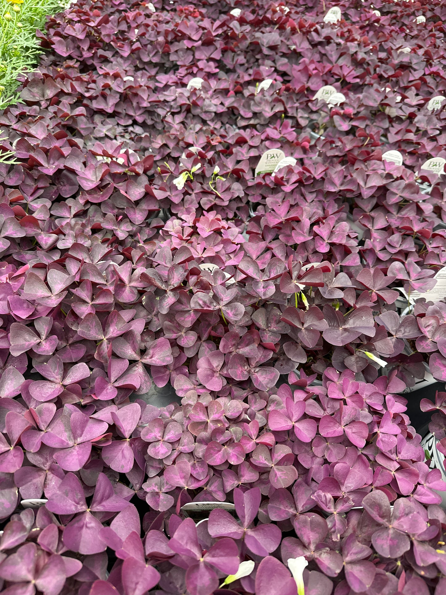 OXALIS CHARMED WINE - QUART POT