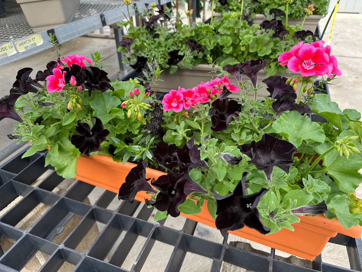 COMBO #11 - 30" WINDOW BOX