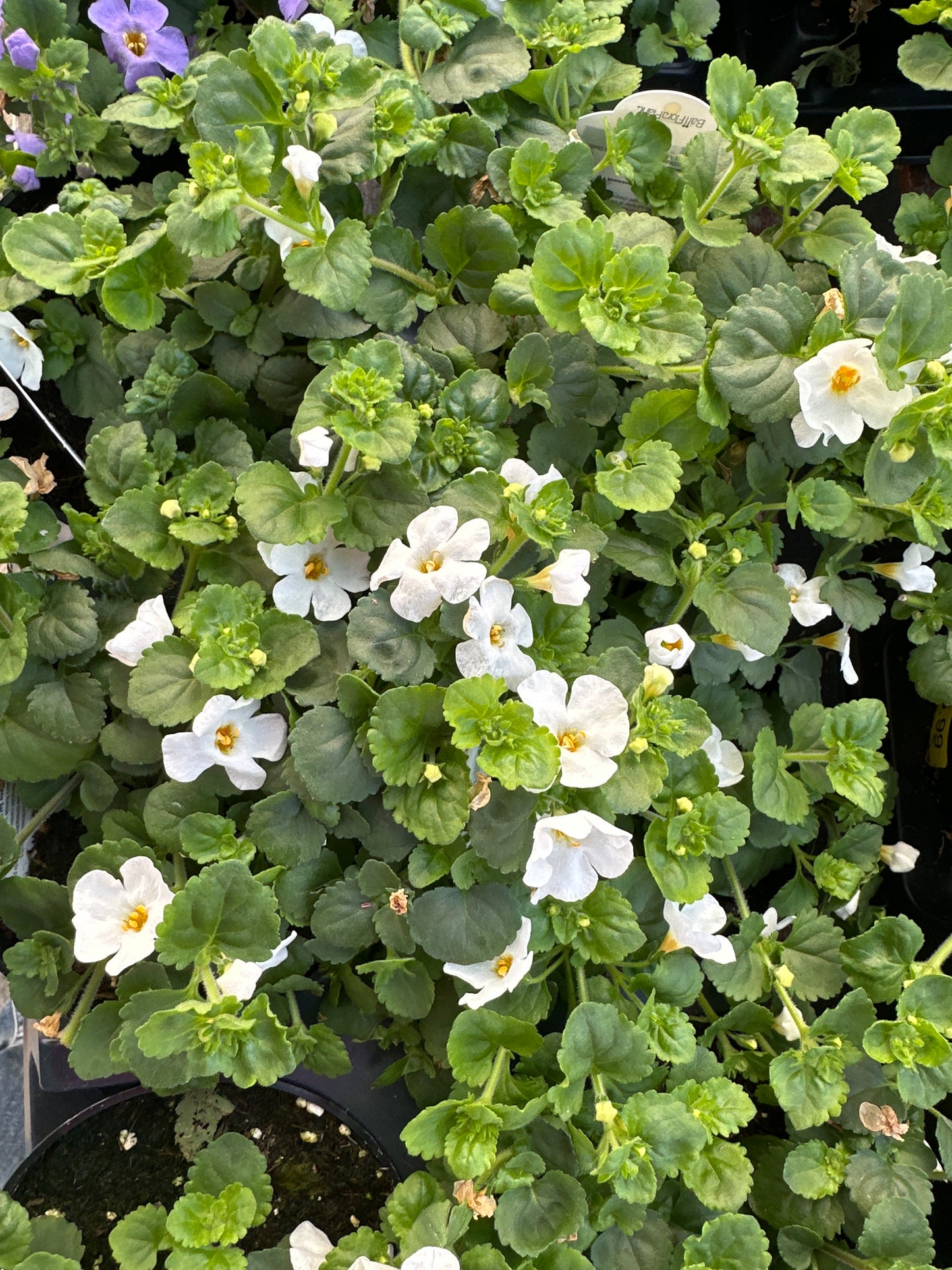 BACOPA MEGA COPA WHITE - 4'' POT