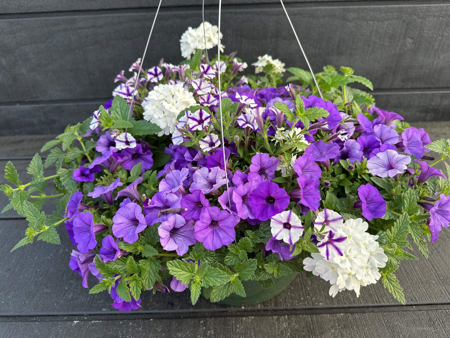COMBO STILL NIGHT - 12" HANGING BASKET