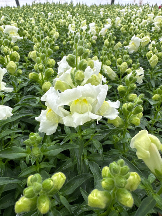 SNAPDRAGON SNAPSHOT WHITE - FLAT OF 48 PLANTS