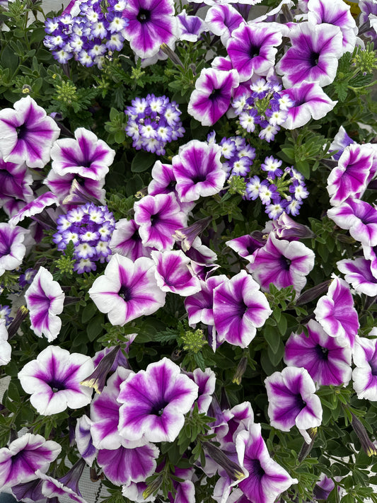 COMBO WALK IN THE CLOUDS - 6" POT