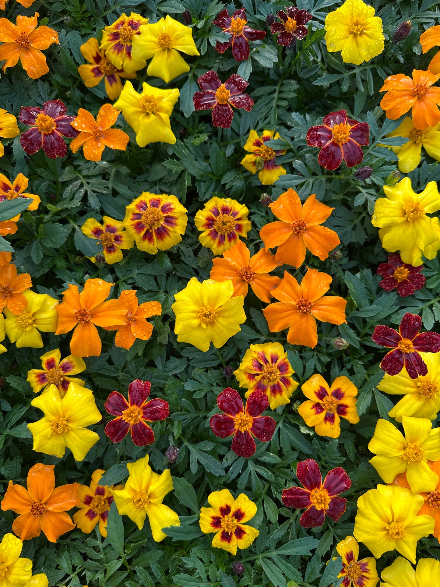MARIGOLD DISCO MIX - FLAT OF 48 PLANTS